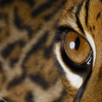 Гель лак 24D Wild Cat eyes (глаза дикой кошки)