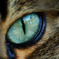 Гель лак кошачий глаз 24D